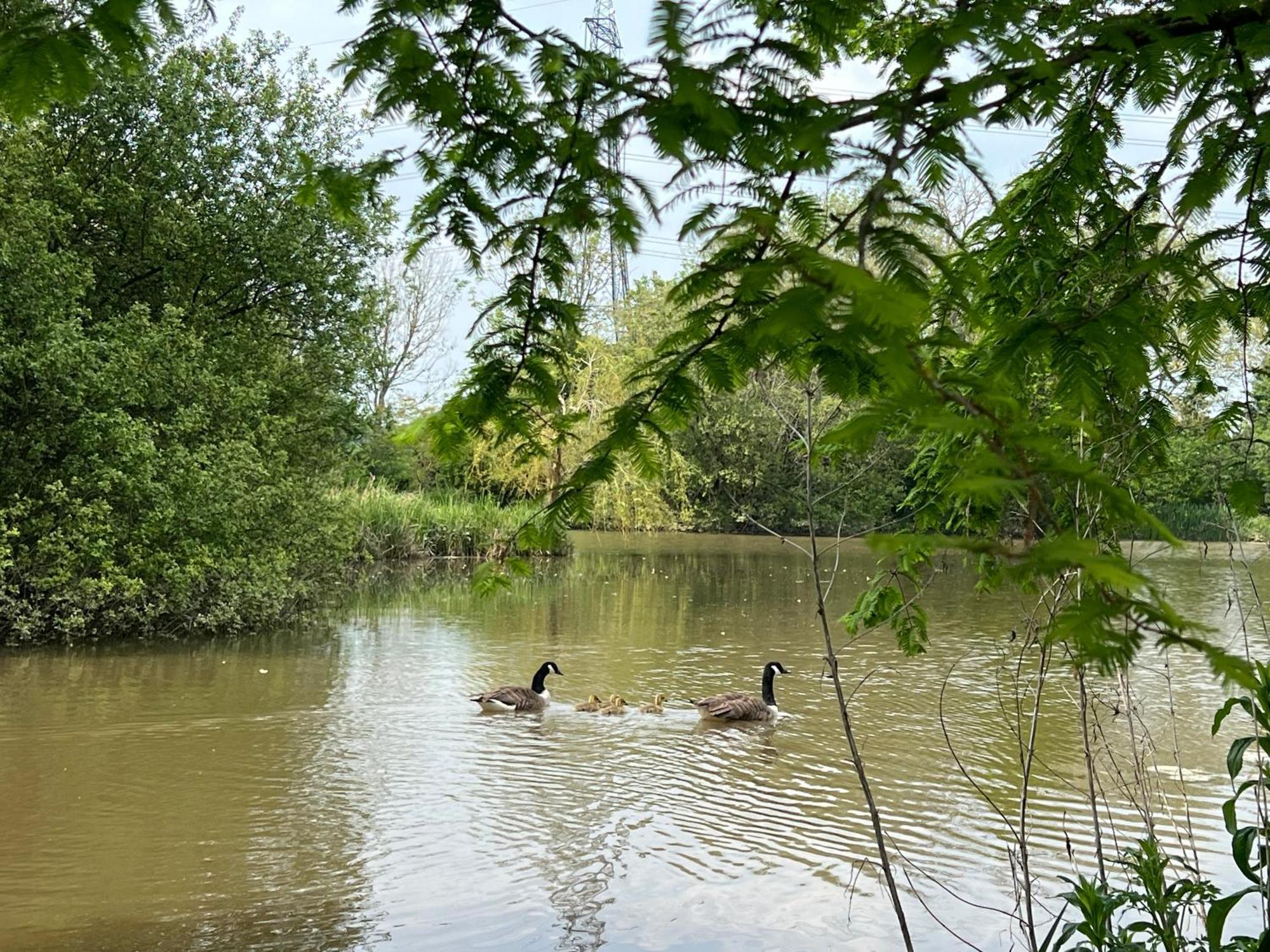 Amber Lodge Hickstead-C Haywards Heath Ngoại thất bức ảnh